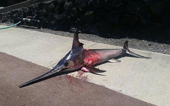 Hawaii Angler Dies after Being Impaled by Swordfish