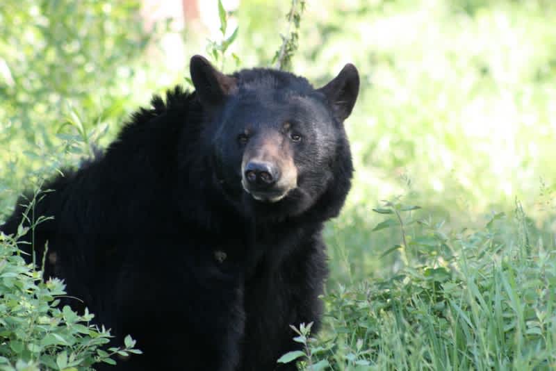 Indiana Confirms First Black Bear Sighting in 144 Years