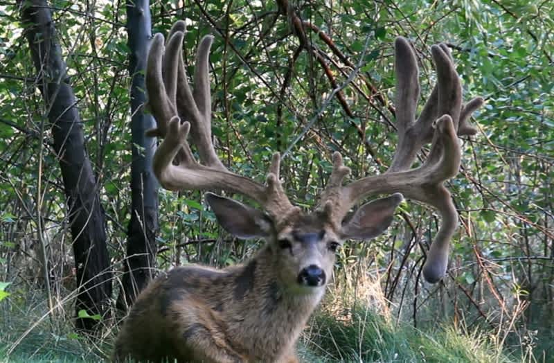 Legendary Oregon Mule Deer “Buck Norris” Found Dead