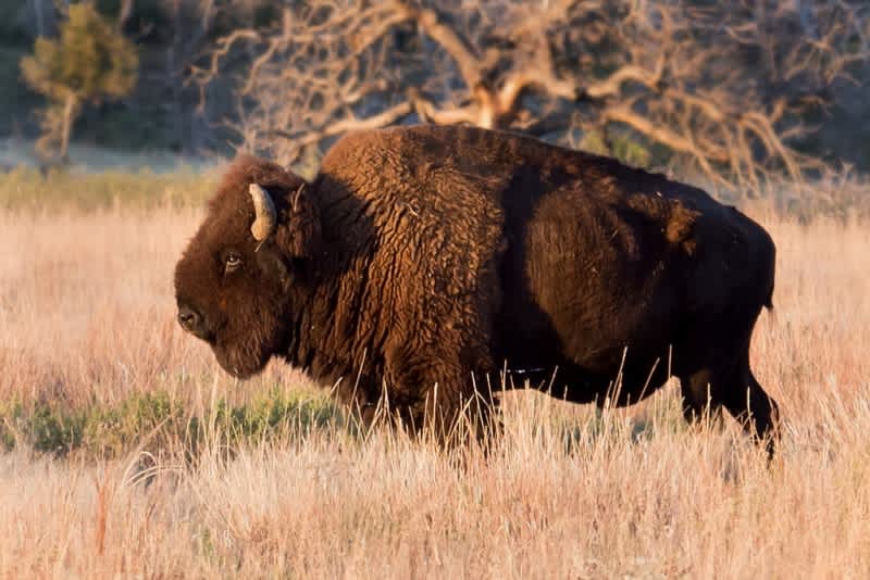 Man Attacked by Bison in Yellowstone after Approaching It with iPad