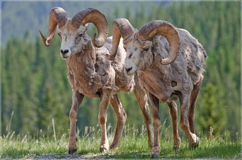 Montana Decides to Eliminate Chronically Diseased Bighorn Herd