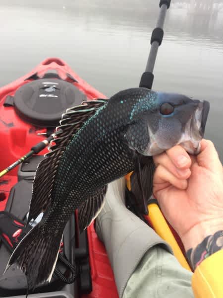 New Hampshire Angler Catches Potential Record Black Sea Bass