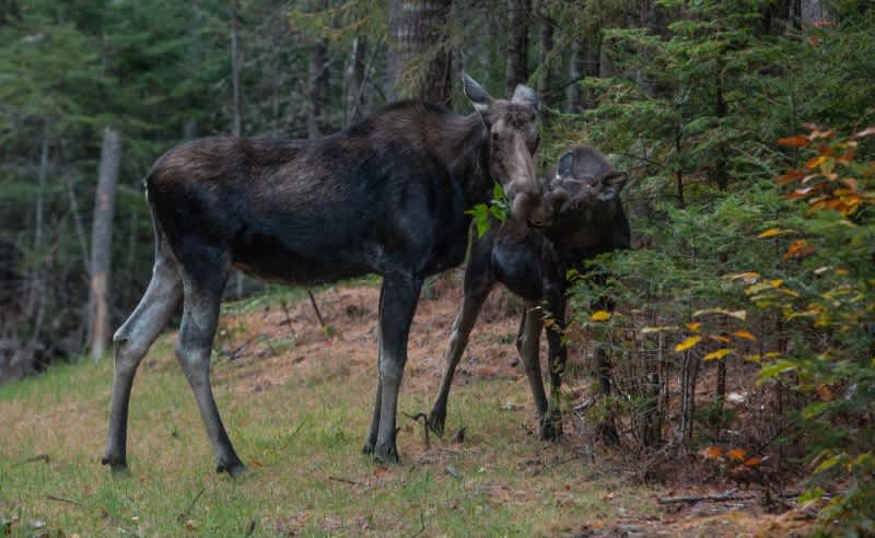 New Hampshire Collared Moose Reach 74 Percent Calf Mortality