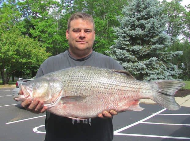 Ohio Man Nabs State Record Hybrid Striped Bass