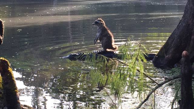 Photo: Raccoon Rides Gator Like a Surfboard