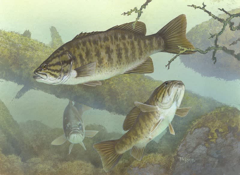 Quiz: How Much Do You Know about Bass and Bass Fishing?