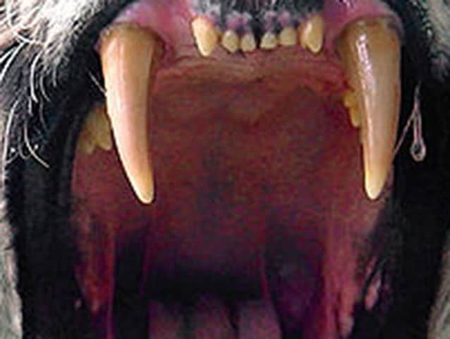 Quiz: Can You Guess Which Animals These Mouths Belong To?
