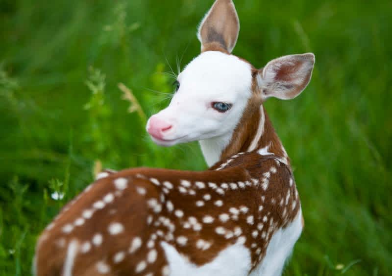 Video: Rare White-faced Fawn in Michigan Named “Dragon”