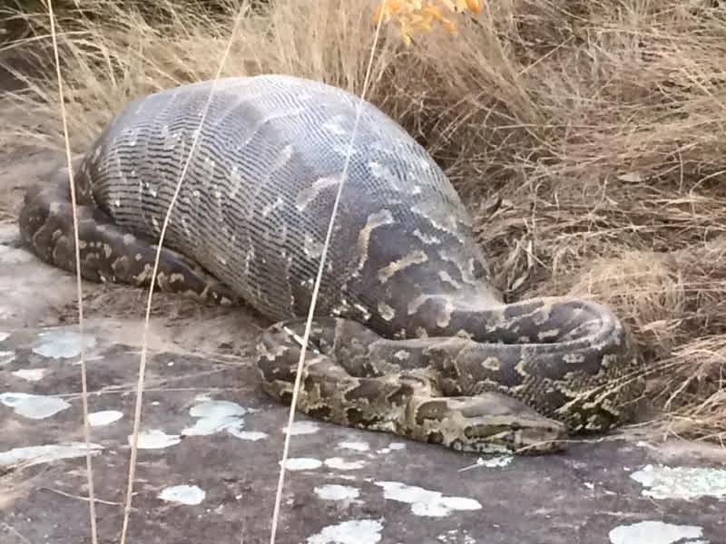 Rock Python Killed from the Inside by 30-pound Porcupine