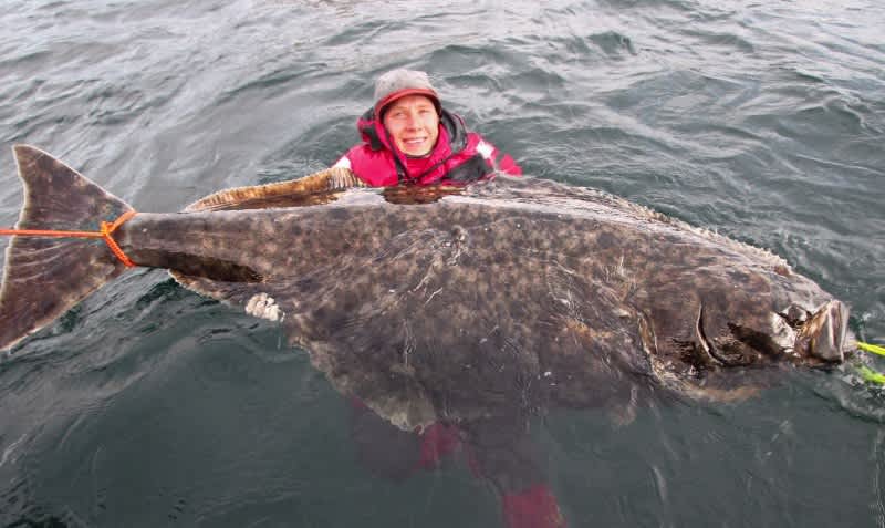 Swedish Angler Jumps into Freezing Water for Behemoth 222-pound Halibut