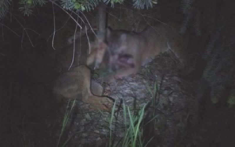 Vicious Mountain Lion vs. Wolf Battle Witnessed in Vancouver