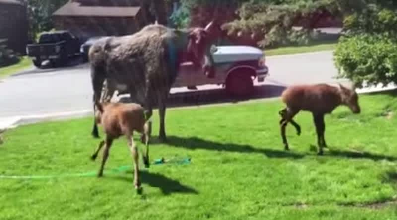 Video: Alaskan Moose and Calves Thoroughly Enjoy a Sprinkler