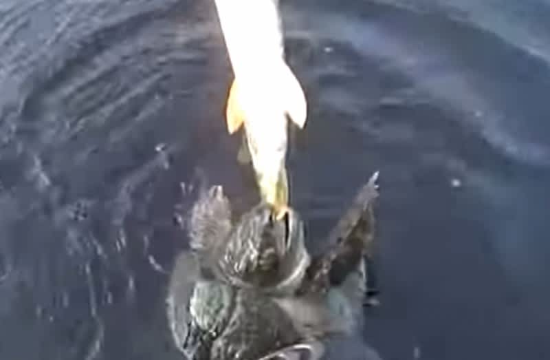 Video: Angler Loses Pike to Hungry Snapping Turtle