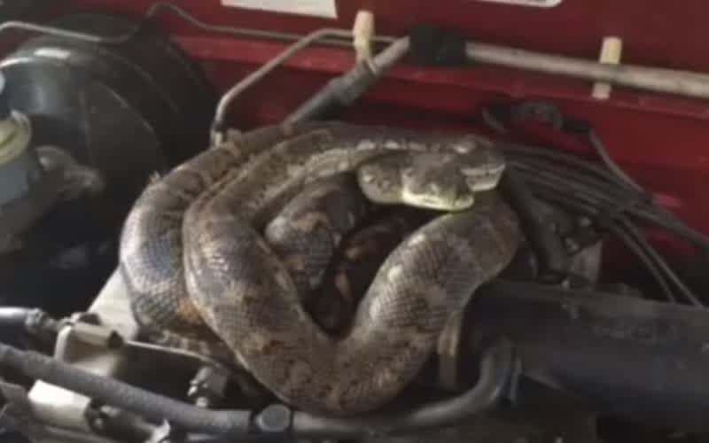 Video: Australian Woman Discovers Huge Python under Car Hood