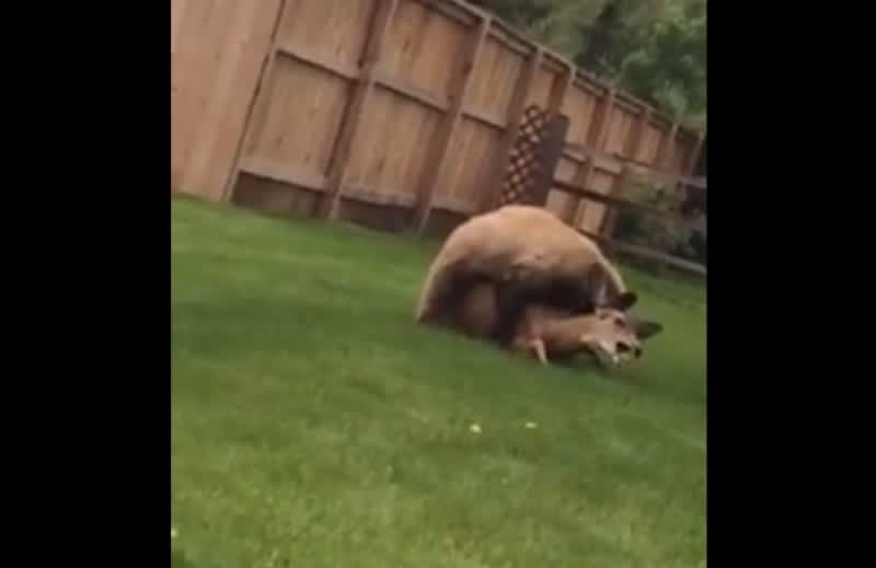 Video: Bear Takes Down Deer in Colorado Man’s Backyard