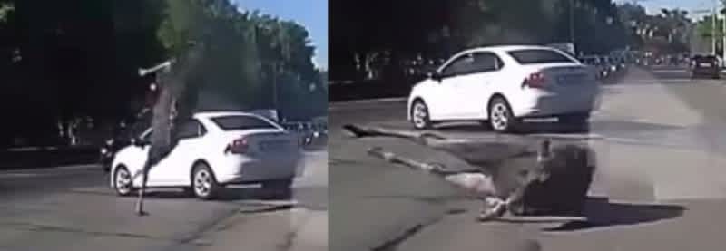 Video: Moose Collides with Car Head-on, Runs Away Uninjured