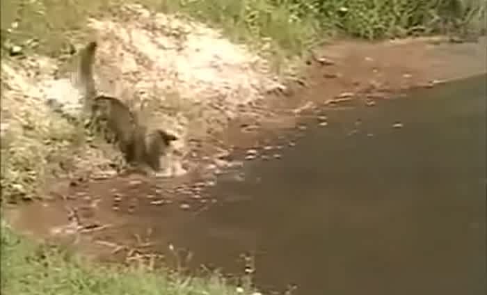 Video: Cat Goes Fishing for Lunch