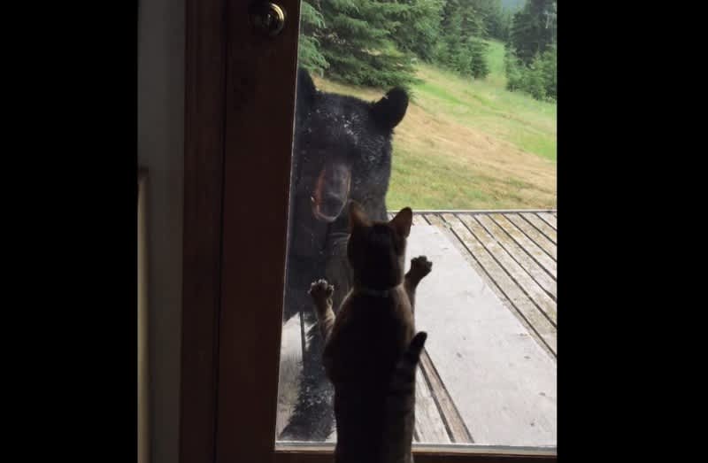 Video: Cat Nearly Gives Bear a Heart Attack