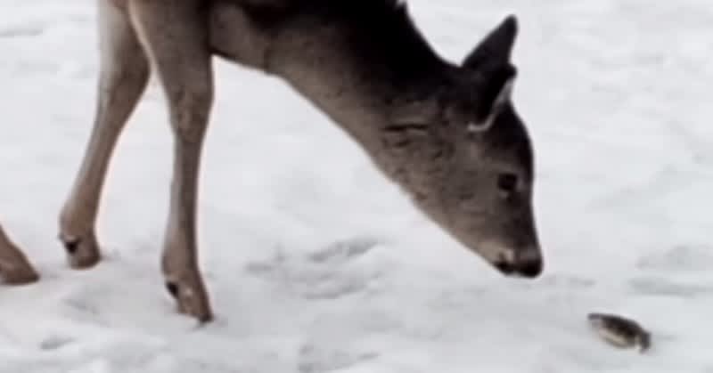 Video: Deer Eats an Ice Fisherman’s Catch