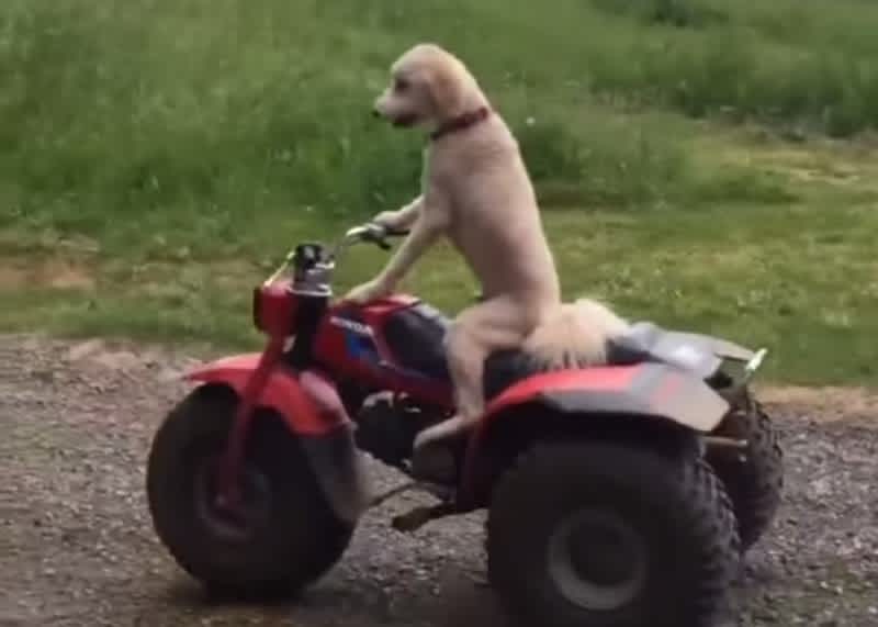 Video: Dog Trained to Ride 3-wheeler