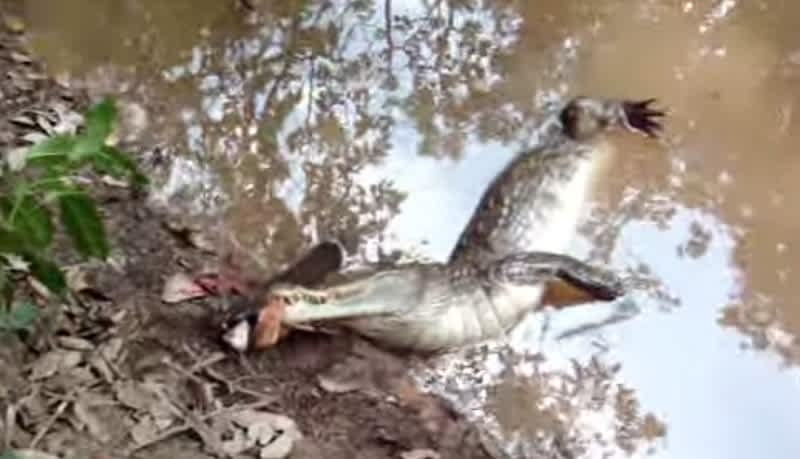 Video: Electric Eel Shocks Alligator to Death