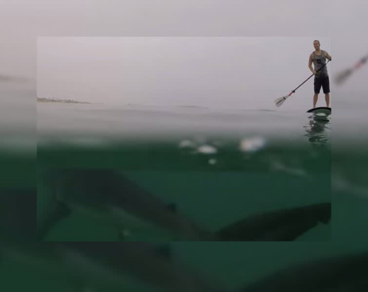 Video: Fearless Californians Paddleboard Next to Great White Sharks