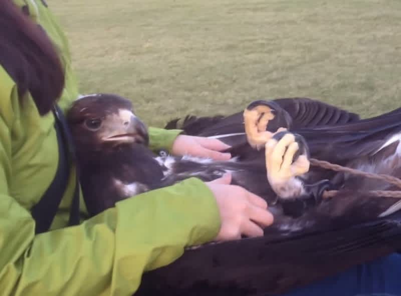 Video: Golden Eagle Gets a Massage Before a Hunt