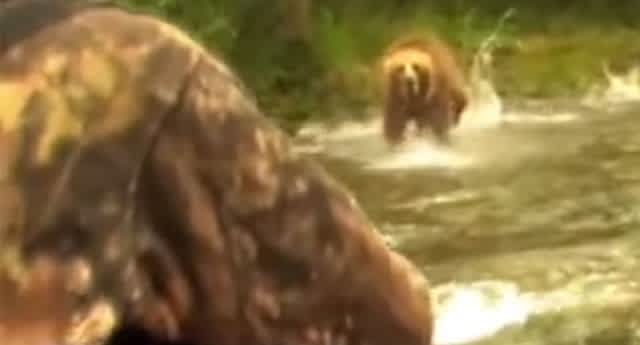 Video: Grizzly Bear Charges Hunters in Raft