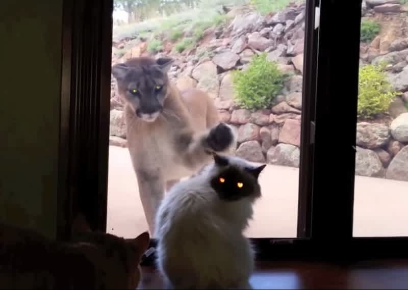 Video: House Cat Stares Down Mountain Lion
