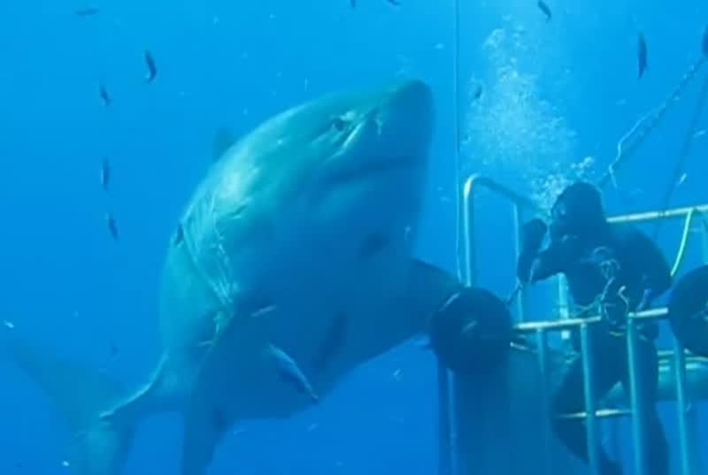 Video: Is This 20-foot Great White Shark the Largest Ever Recorded?
