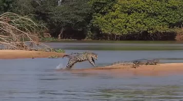 Video: Jaguar Kills Gator with a Single Bite