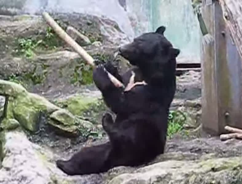 Video: Kung Fu Bear Masters Stick Fighting