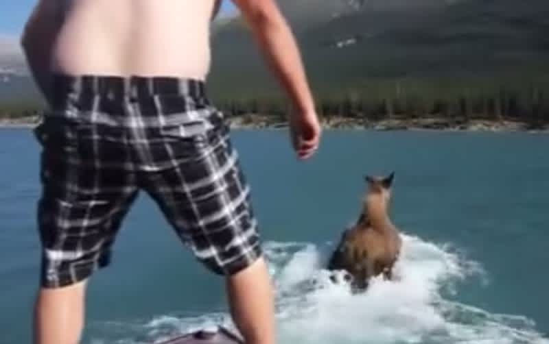 Video: Drunk Man Rides Swimming Moose after Chasing It down on a Boat