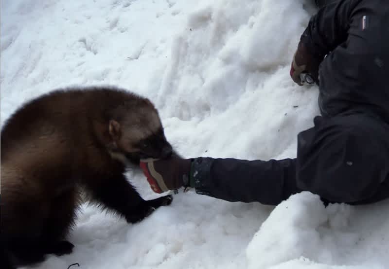 Video: Alaska Man Trains Wolverine for Winter Rescue