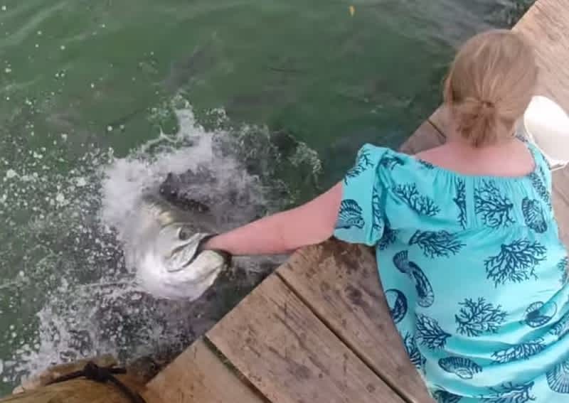 Video: This is What Noodling a Tarpon Looks Like