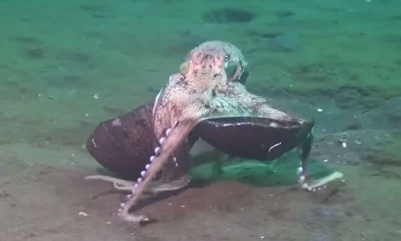 Video: Octopus Shows Off Its Swagger with Coconuts