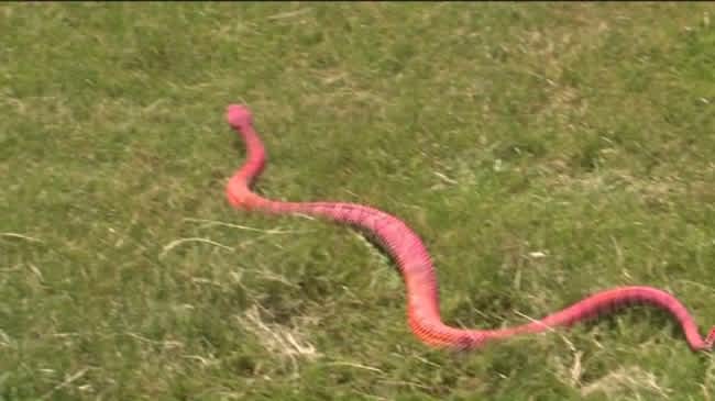 Video: Pink Rattlesnake Found at Utah Construction Site