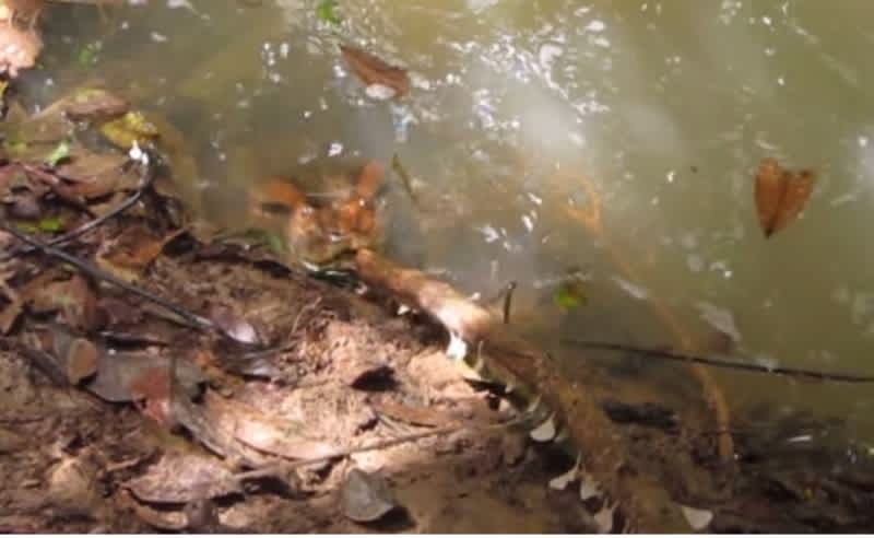 Video: Predictably, This is What Happens When You Poke an Anaconda with a Stick