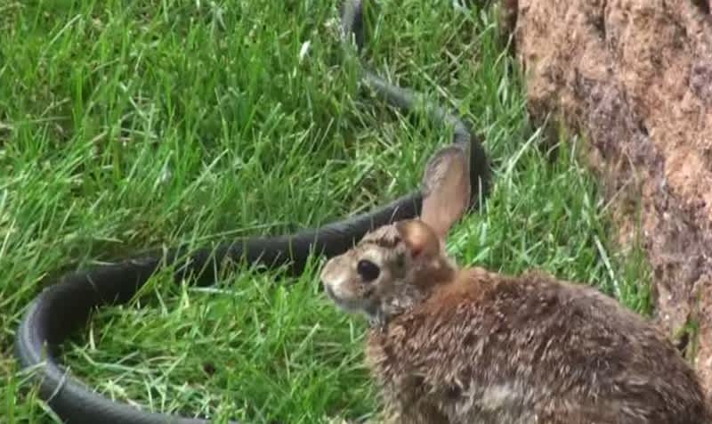Video: Rabbit Fights Off Snake to Protect Its Babies