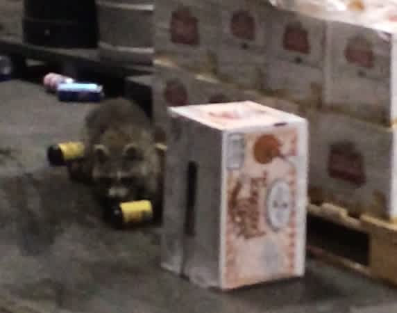 Video: Raccoon Breaks into Beer Warehouse, Gets Stumbling Drunk