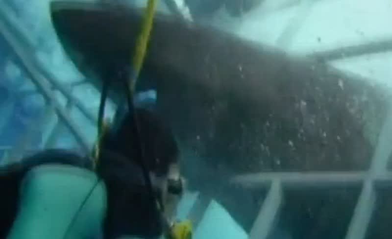 Video: Shark Enters a Diver’s Cage