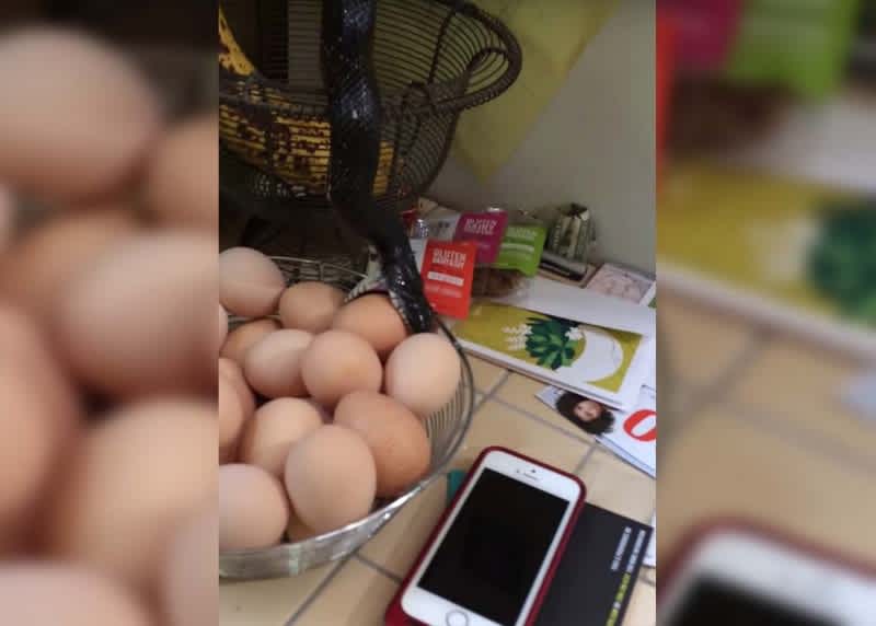 Video: Snake Drops from Home’s Ceiling to Eat Eggs