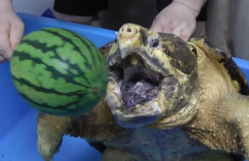 Video: Snapping Turtle Crushes Watermelon with Its Powerful Jaws