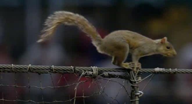 Video: Squirrel Runs into Dugout, Disrupting Cardinals-Phillies Game