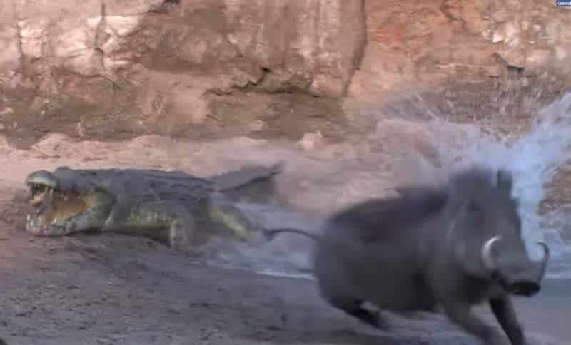 Video: This Crocodile Really Sucks at Hunting