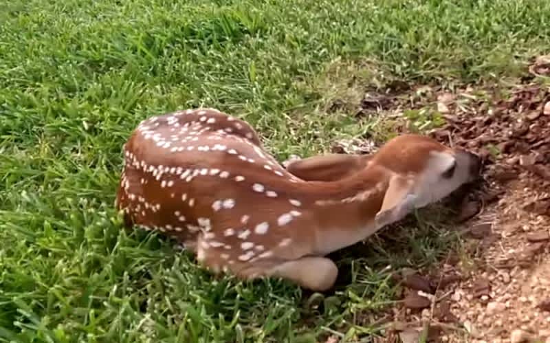 Video: This “Docile” Deer Fawn is Just Biding Its Time