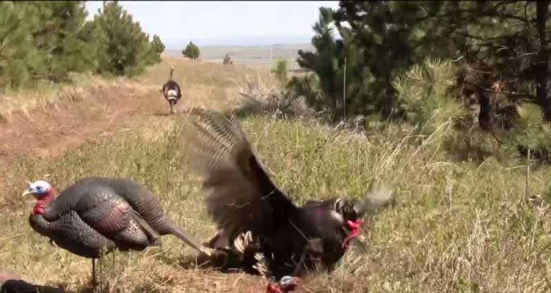 Video: This Is the Craziest Turkey Headshot You Will Ever See
