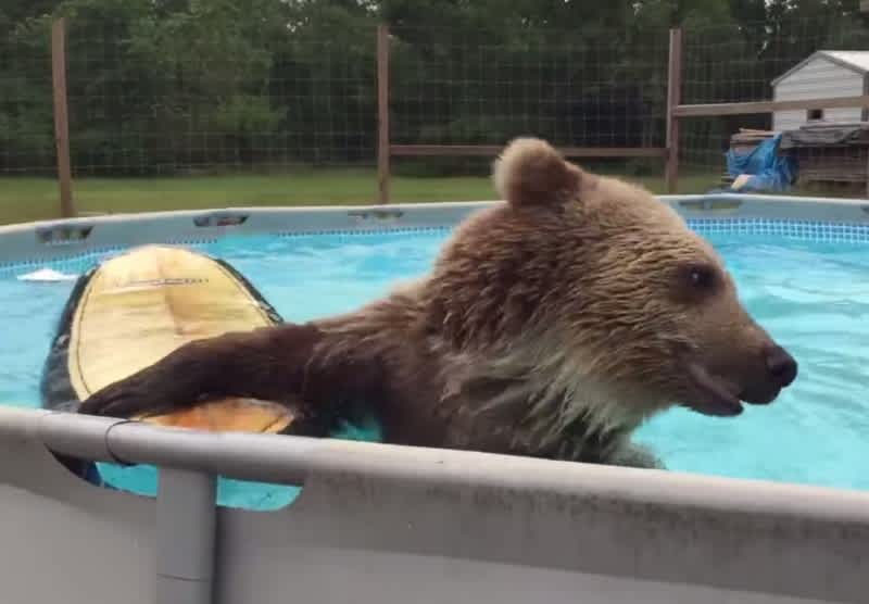 Video: This Swimming Bear Loves Its Surfboard