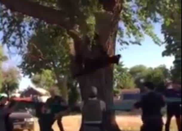 Video: Tranquilized Bear Falling Out of Tree Caught by Wildlife Officials