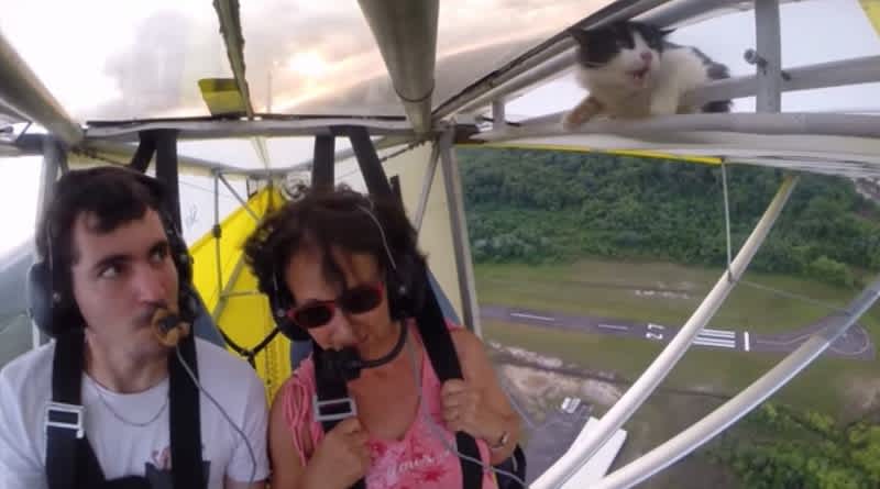 Video: Unexpected Cat Passenger Gets Ride of Its Life on Ultralight Plane